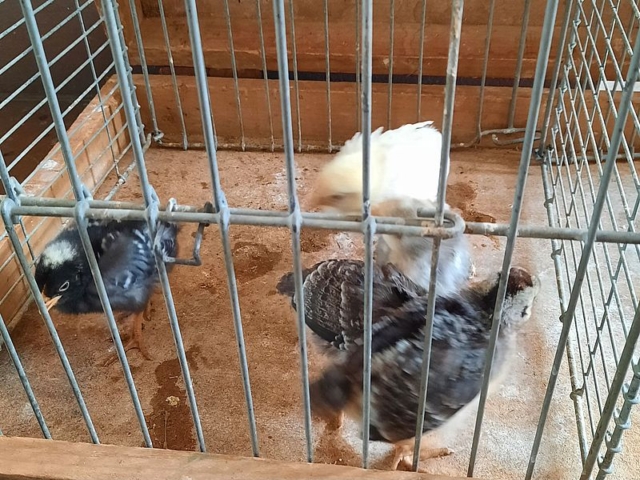 0187d5dcf43a22a134ad8117efcbcd42